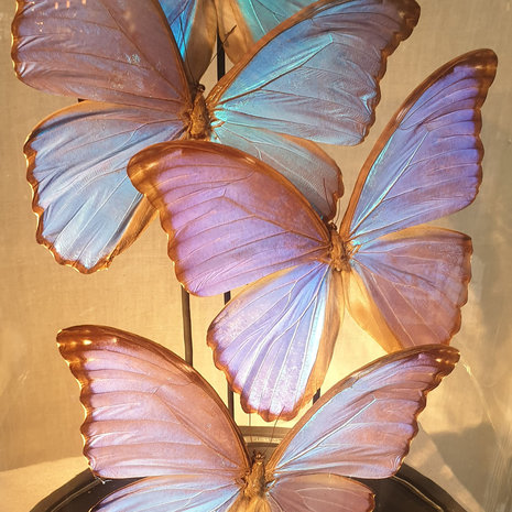 4 Morpho vlinders