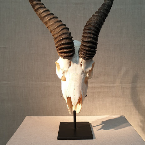 schedel springbok