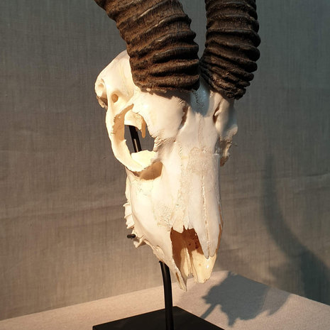 schedel springbok